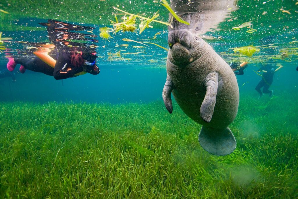 snorkeler with manatee