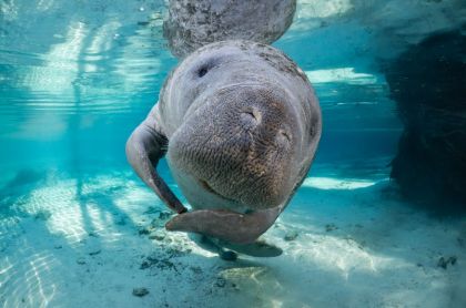 Manatee Appreciation Day