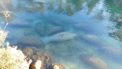 Swim Where the Manatees Live