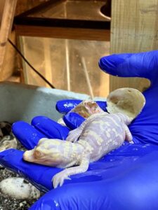 Come see the baby albino alligators at Wild Florida