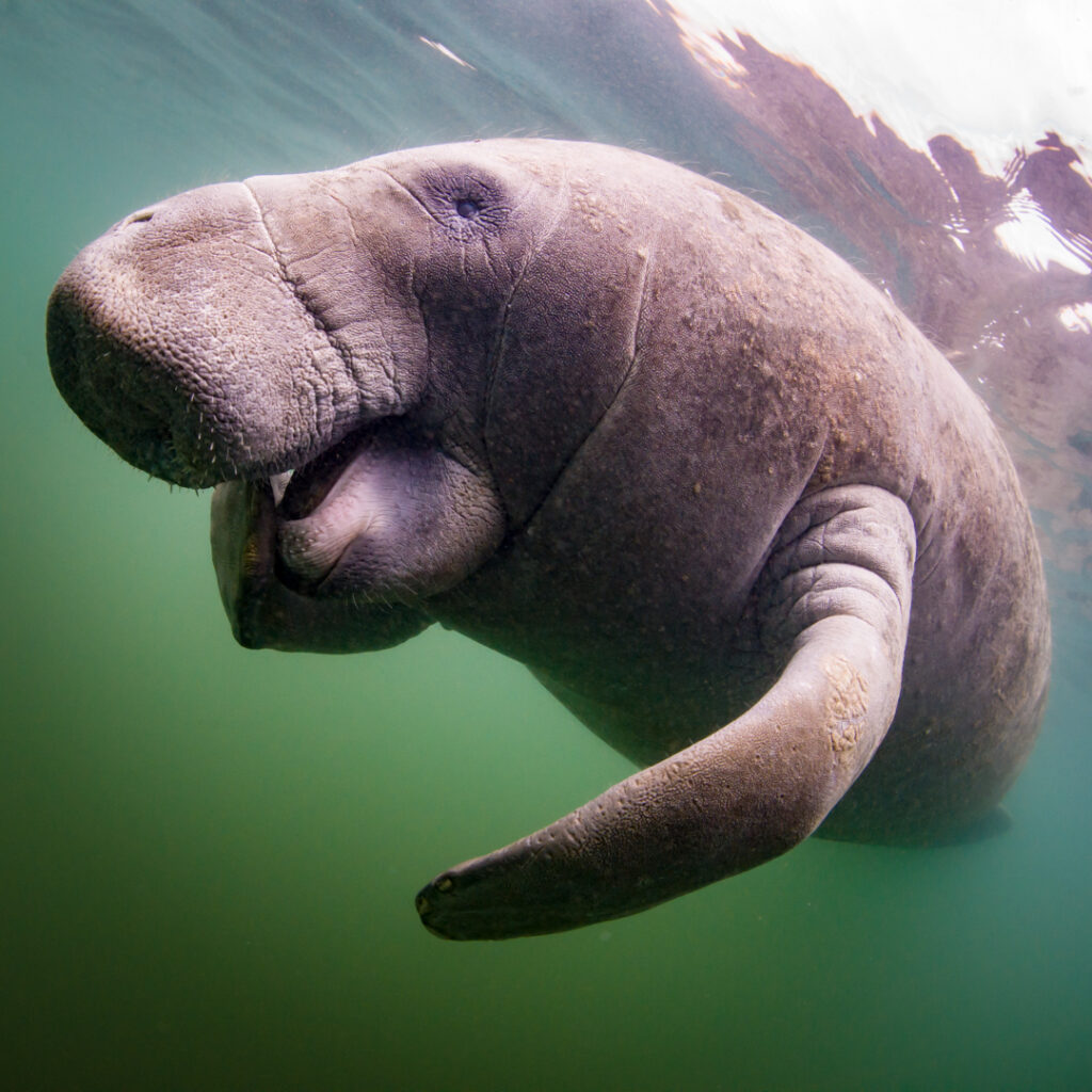 Side view of manatee swimming in the springs