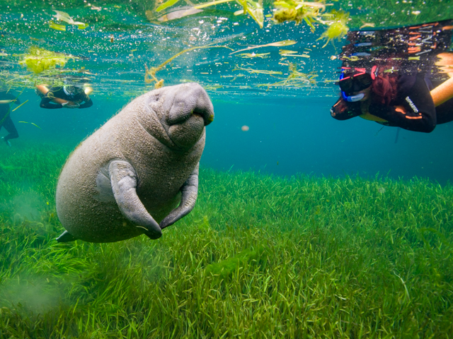 Florida manatee with snorkeler taking video, green sea grass and clear blue spring water