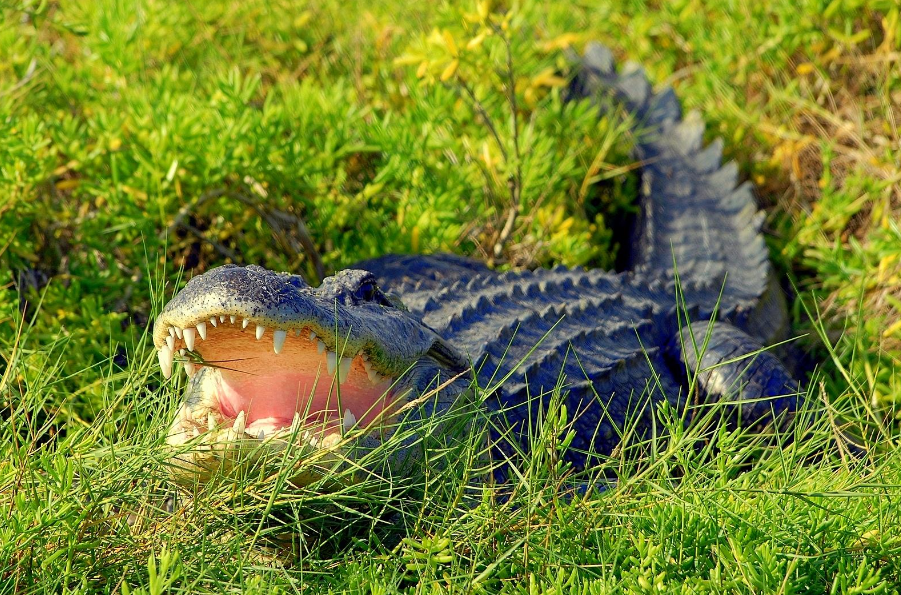 Exploring the Distinctive World of Alligators and Crocodiles!🐊