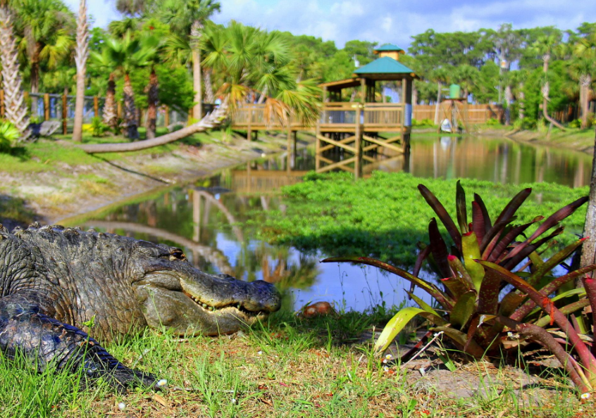 Wild Florida