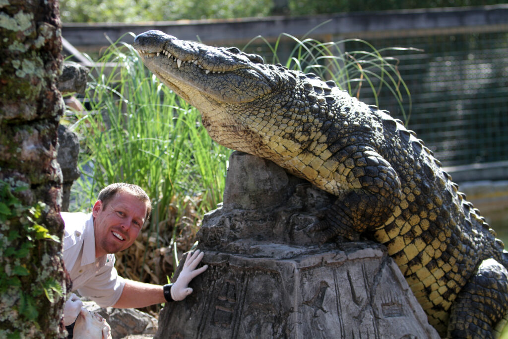 Alligator with educational instructor