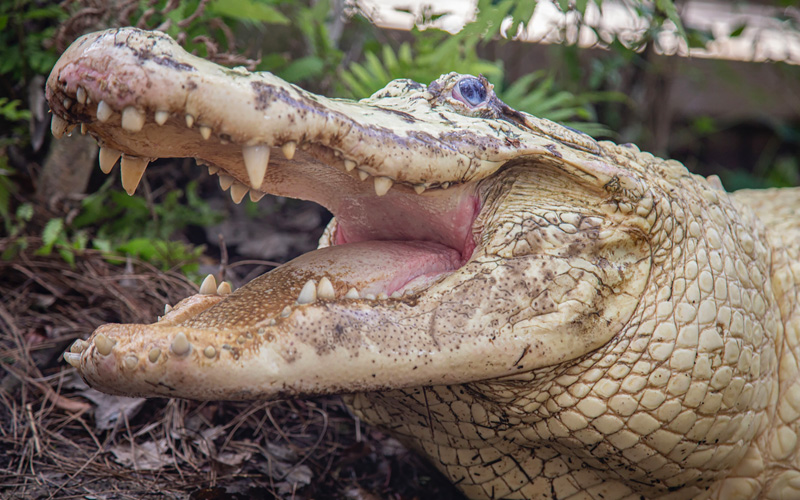 Leucistic Alligator