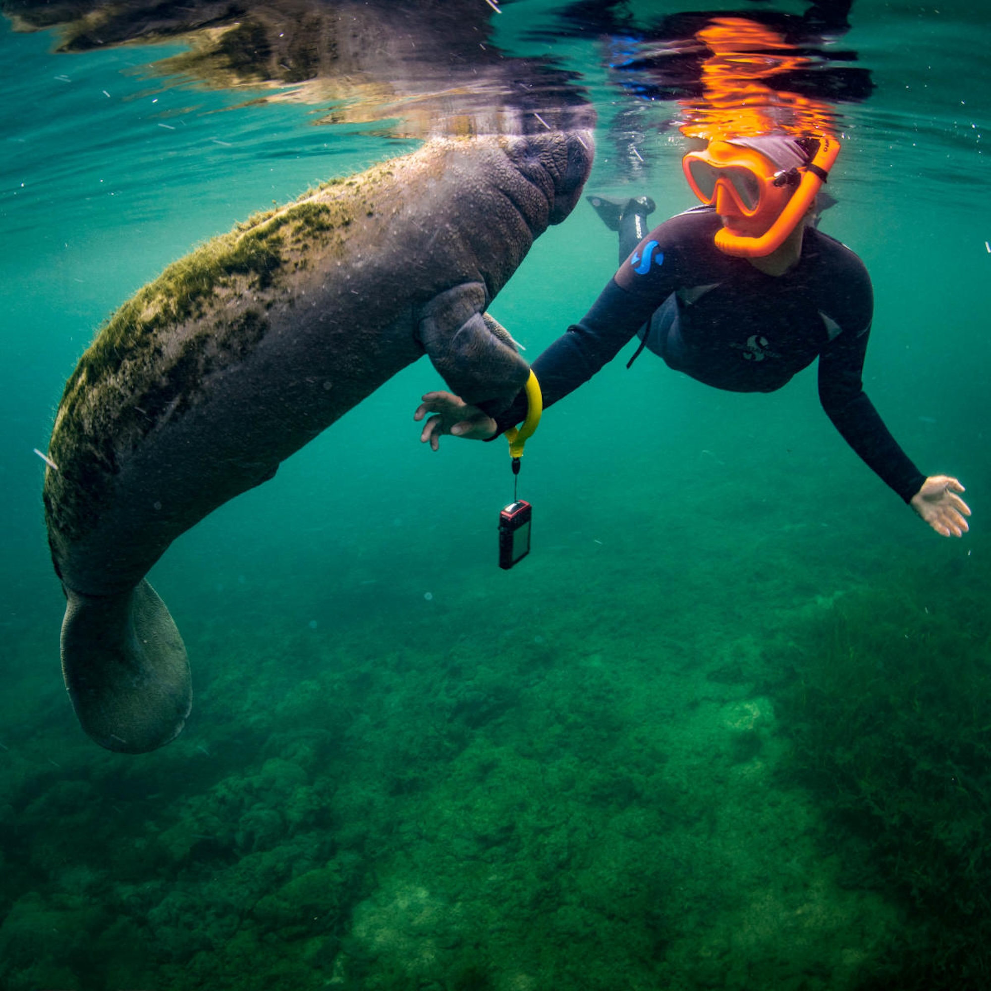 snorkeler next to manatee in springs